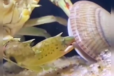 Cua khéo léo cạy vỏ sò để ăn thịt con mồi
