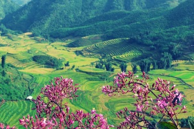 Lên Điện Biên ăn rau ban, uống rượu sâu