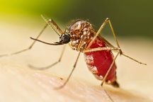 Chikungunya - bệnh do muỗi truyền đang lan rộng toàn cầu có nguy hiểm?