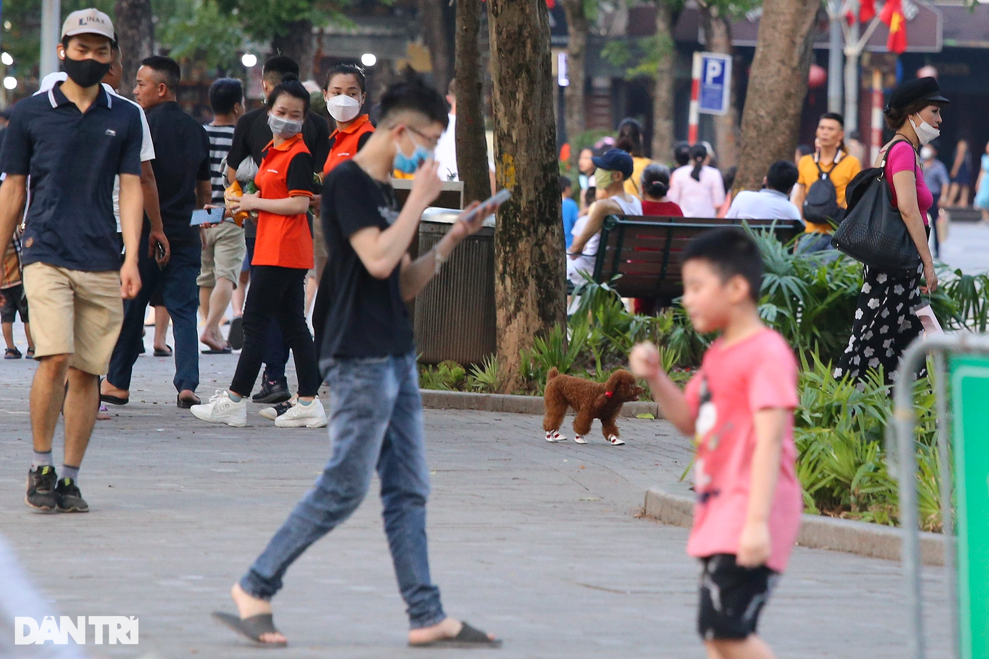 Tràn ngập chó trên phố đi bộ hồ Gươm bất chấp TP Hà Nội đã quy định cấm - 9 Tràn ngập chó trên phố đi bộ hồ Gươm bất chấp TP Hà Nội đã quy định cấm - 9
