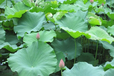 Bâng khuâng mùa sen hạ