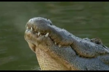 Cá sấu mõm ngắn, loài bò sát bản địa ở Mỹ