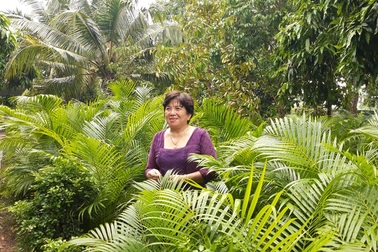 Trồng cau vàng và trúc Nhật đốm dưới tán xoài thu nhập nửa tỷ đồng mỗi năm