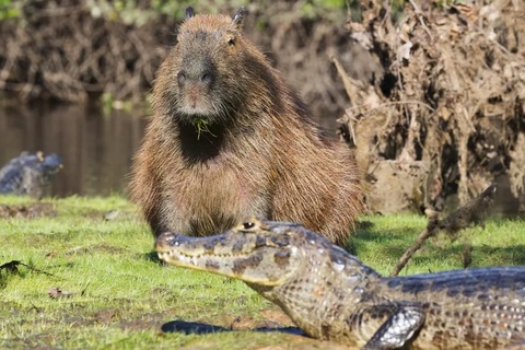 Vì sao capybara ung dung nằm cạnh cá sấu mà vẫn an toàn?