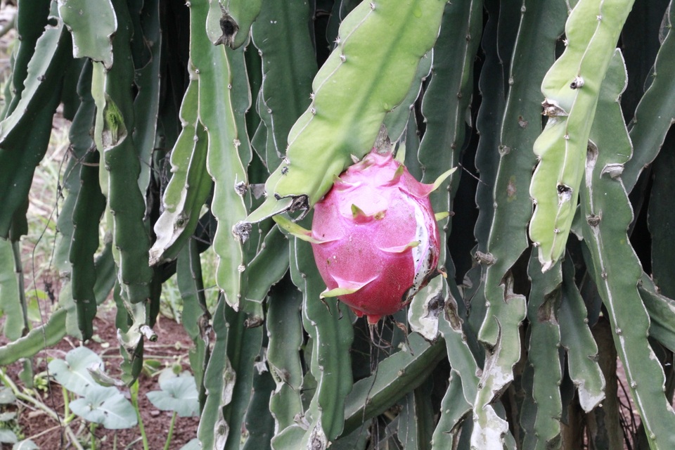 Đắk Lắk: Nông dân khóc ròng vì giá thanh long chỉ bằng... ly trà đá - 4 Đắk Lắk: Nông dân khóc ròng vì giá thanh long chỉ bằng... ly trà đá - 4