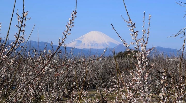 Lễ hội hoa mơ chào mùa xuân ở Nhật Bản - 3