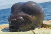 Đi biển, ngư dân phát hiện con cá có hình thù kỳ dị như ngoài hành tinh