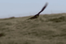 Chim cắt tung cú đạp cực mạnh trúng lưng bồ nông để "dằn mặt"