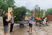 Nhóm "con nghiện" chỉ trộm cây cảnh giá 100 triệu đồng trở lên