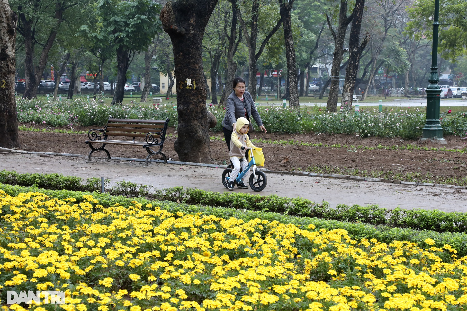 Thay 10.000 cây hoa hồng vào vị trí hàng rào vừa phá ở Công viên Thống Nhất - 10 Thay 10.000 cây hoa hồng vào vị trí hàng rào vừa phá ở Công viên Thống Nhất - 10