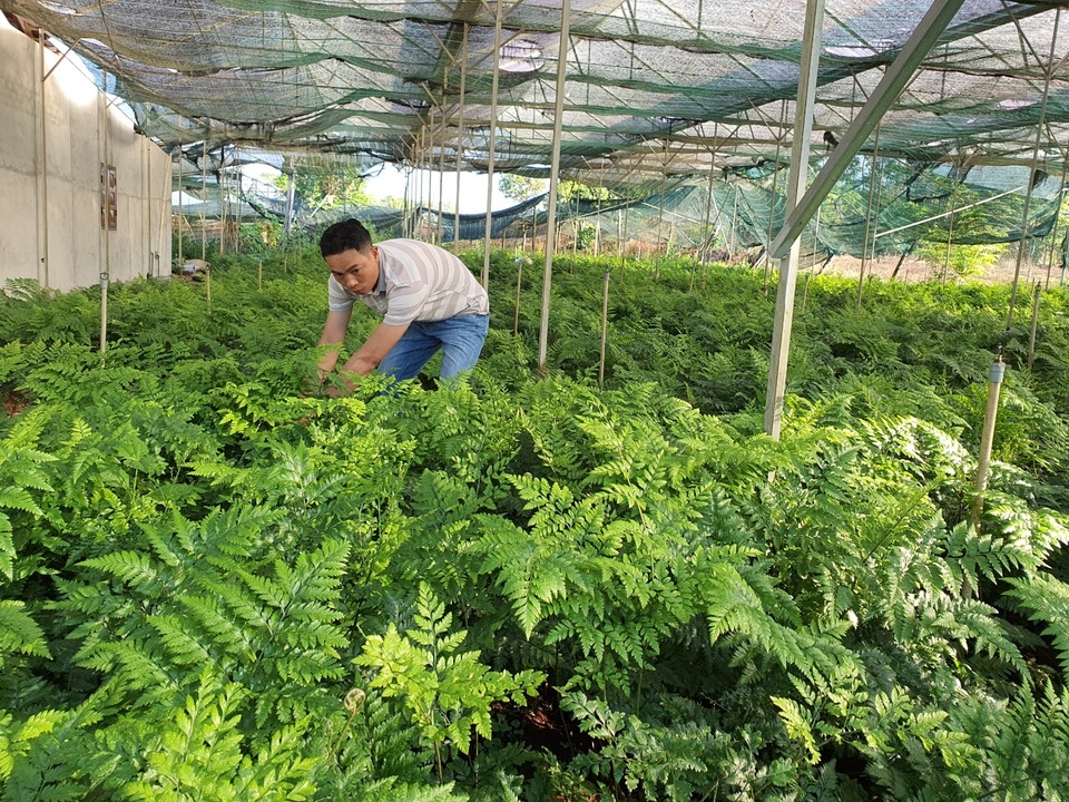 Thu trăm triệu mỗi tháng từ vườn dương xỉ có một không hai ở Đắk Nông - 1 Thu trăm triệu mỗi tháng từ vườn dương xỉ có một không hai ở Đắk Nông - 1