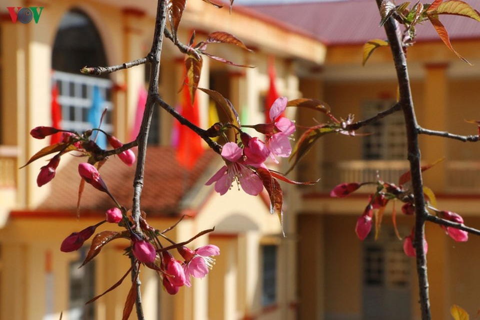 Hoa đào bừng sáng trời đông Mù Cang Chải - 15