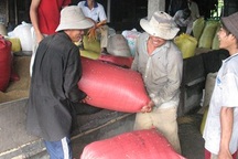 ĐBSCL: Giá lúa “bừng tỉnh” trong hạn – mặn!