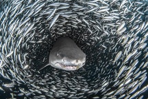 Khoảnh khắc cá mập hổ bơi giữa "quả cầu thức ăn khổng lồ"