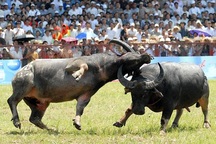 Bộ Văn hoá đề nghị ngăn chặn cá cược trong Lễ hội Chọi trâu Đồ Sơn