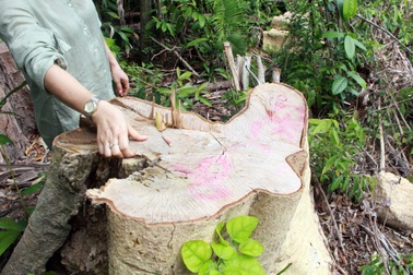 Thêm 3 đối tượng bị khởi tố vì “tàn sát” rừng già ở Phú Yên!