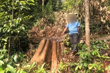 Vào rừng phòng hộ lấy gỗ về làm cột nhà, người đàn ông bị khởi tố