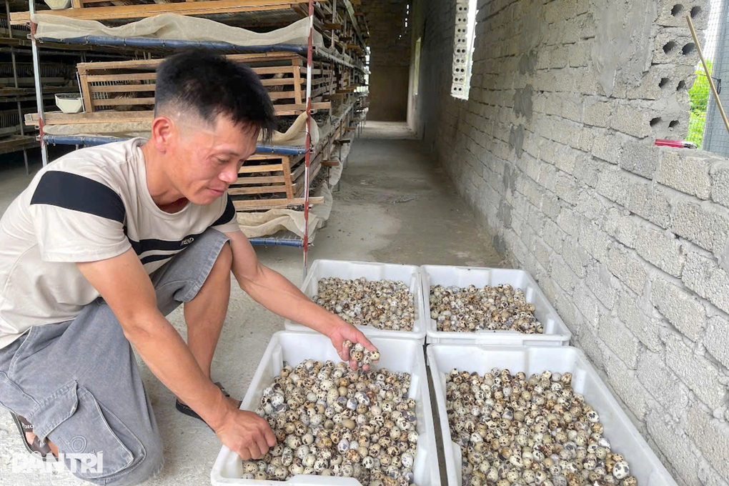 Thất bại từ nuôi lợn, người đàn ông khởi nghiệp thành công với đàn chim cút - 3