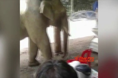 Chú voi quỳ gối trước quan tài người chủ quá cố để từ biệt