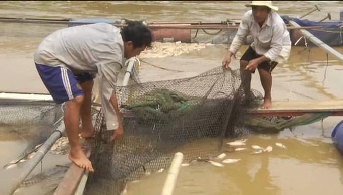 Người dân vớt cá chết tại lồng bè ở huyện Định Quán.