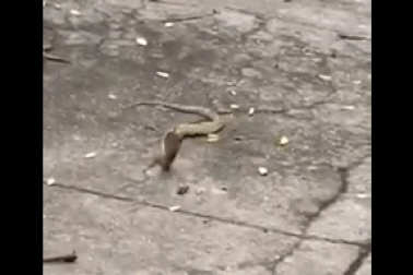 Dân mạng bất ngờ với cách xử lý của người phụ nữ khi gặp rắn độc bò vào nhà