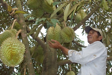 Giá sầu riêng đầu mùa tăng cao kỷ lục
