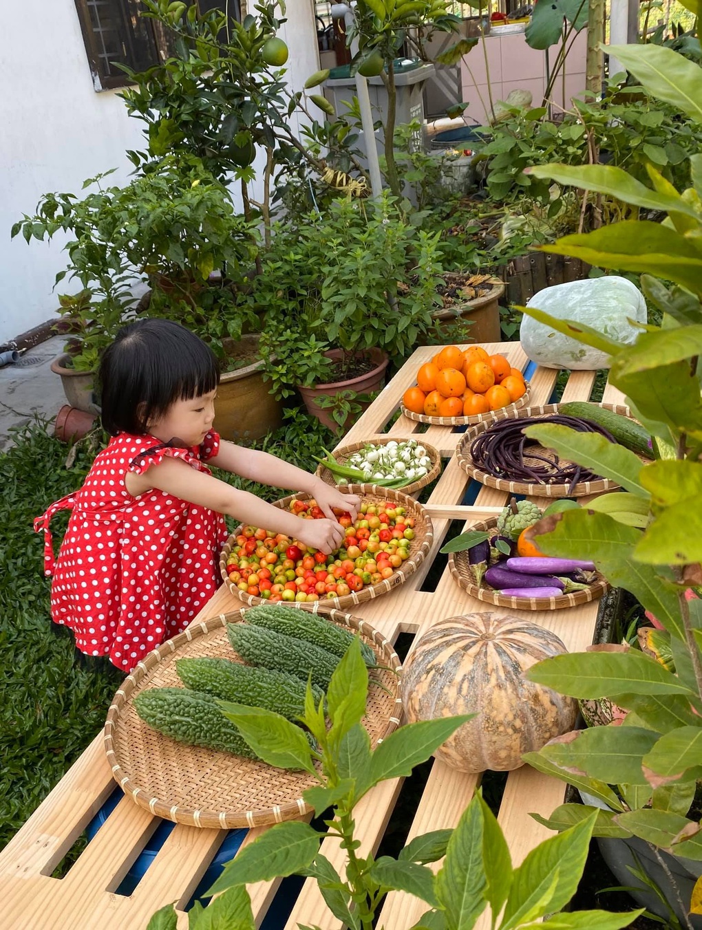 Vườn cây 450m2 của mẹ Việt ở Malaysia, quanh năm sai trĩu hoa quả - 12