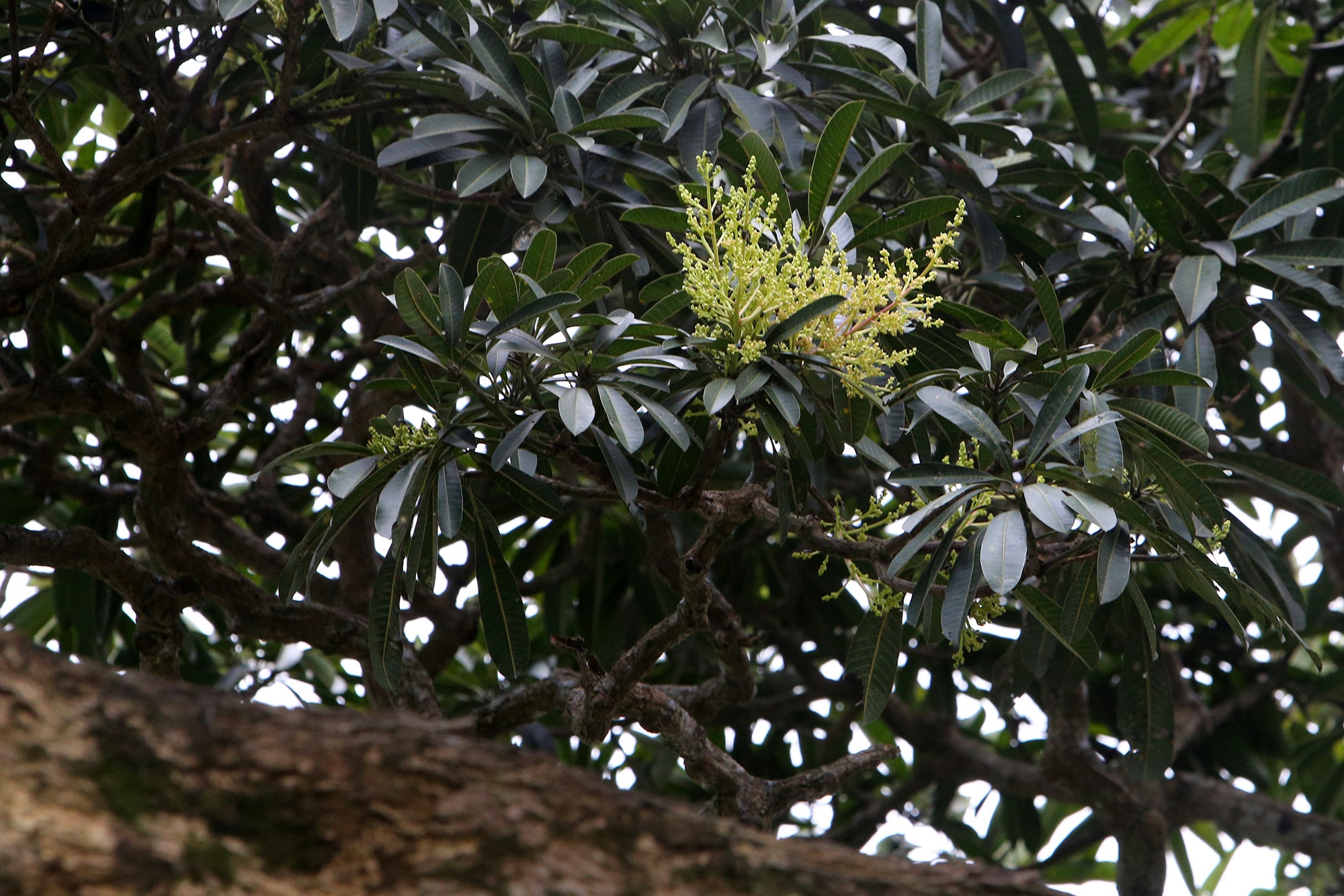 Hà Nội: Cây trôi cô đơn nghìn năm tuổi, báu vật của làng Bình Đà - 10 Hà Nội: Cây trôi cô đơn nghìn năm tuổi, báu vật của làng Bình Đà - 10