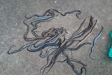 Chưa xác định được động cơ, thủ phạm vụ thả rắn