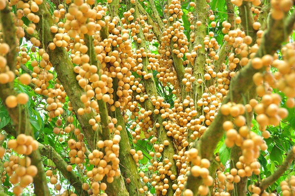 Đã mắt với vườn dâu trái từ gốc đến ngọn ở miền Tây - 5 Đã mắt với vườn dâu trái từ gốc đến ngọn ở miền Tây - 5