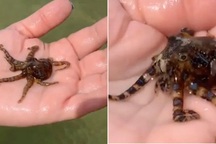 Loài bạch tuộc có vẻ ngoài bắt mắt nhưng cực độc, hạ gục kẻ thù sau ít phút