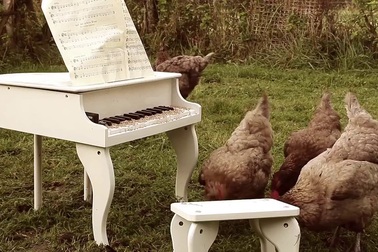 Gà trổ tài đánh đàn piano siêu đỉnh