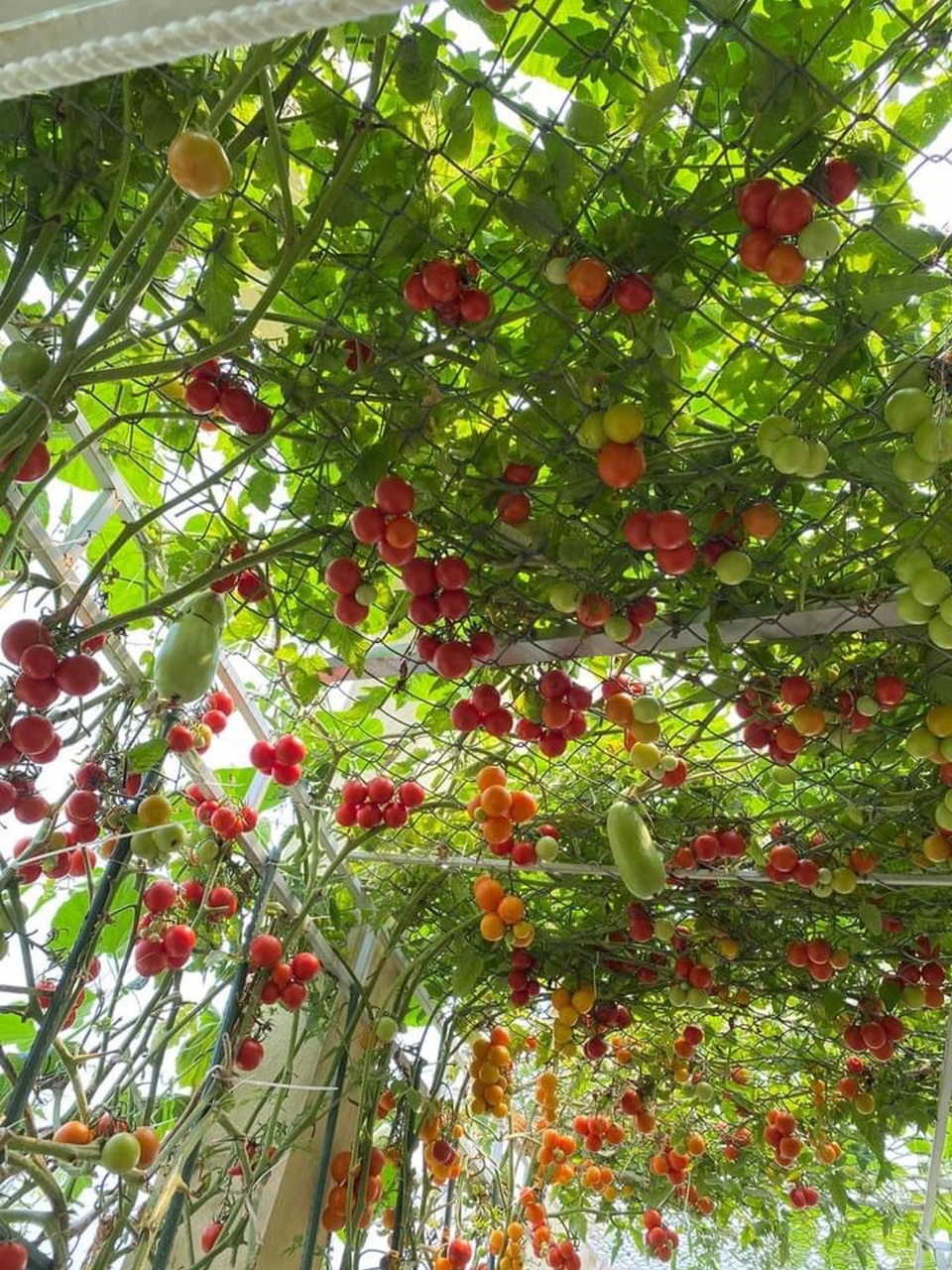 Vườn toàn rau, trái lạ, thu hoạch mỏi tay của người phụ nữ ở Quảng Nam - 7