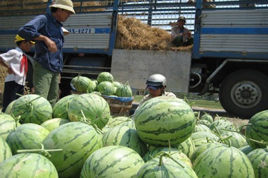 Nông dân “khóc” với giá dưa hấu 