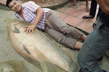 Bắt được cá trắm “khủng” nặng tới 52kg