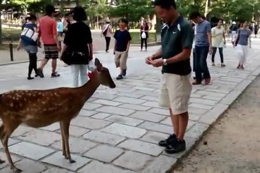 Những con nai biết cúi đầu chào khách