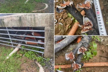 Hai thanh niên liều lĩnh cắt trộm dây cáp ở tua-bin điện gió