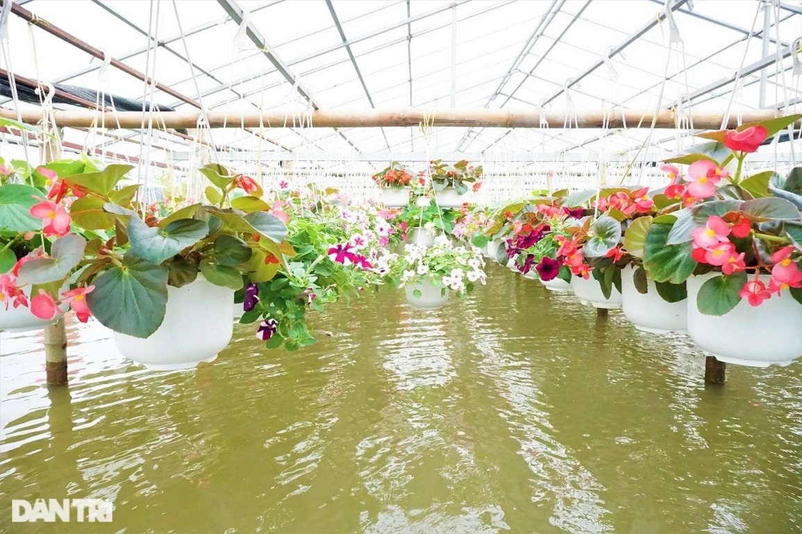 Nông dân vớt hoa trong nước lũ: Năm nay mất Tết rồi! - 1 Nông dân vớt hoa trong nước lũ: Năm nay mất Tết rồi! - 1