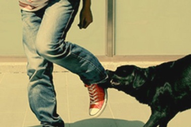 Gần 400 nghìn người được tiêm vắc xin phòng dại