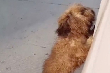 Chú chó nhỏ đi lạc 6 tháng trời, vỡ òa trong vui sướng khi gặp lại chủ nhân