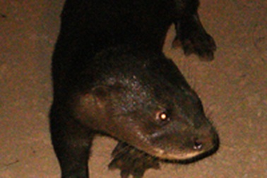 Tìm thấy loài rái cá quý hiếm nhất châu Á ở Việt Nam