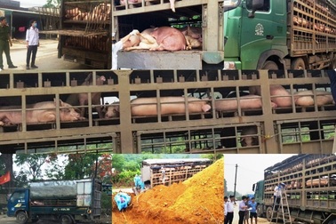 Hàng trăm con lợn có dấu hiệu lâm sàng của dịch tả lợn châu Phi được chở đi tiêu thụ
