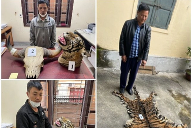Bắt nhóm đối tượng mua bán trái phép nhiều bộ da hổ, sừng trâu rừng
