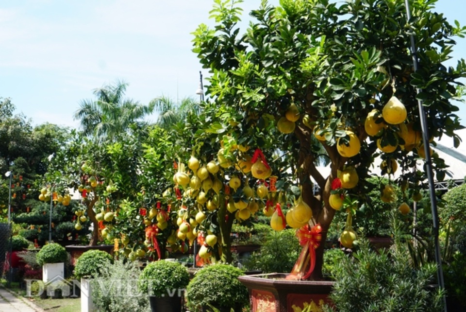Bưởi Diễn Tết đổ bộ Sài thành, 70 triệu/cây khách vẫn xuống tiền - 1 Bưởi Diễn Tết đổ bộ Sài thành, 70 triệu/cây khách vẫn xuống tiền - 1