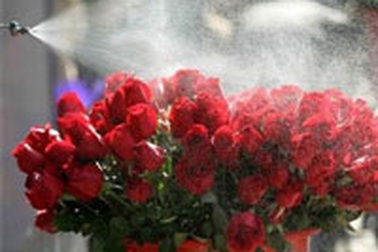 Muốn “nhớ dai” hãy ngửi hoa hồng