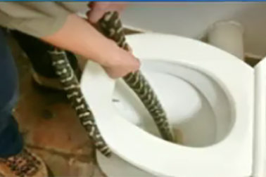 Rùng mình cảnh trăn tấn công người trong nhà vệ sinh