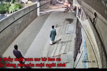 Khoảnh khắc sư tử bất ngờ lao ra đường tấn công người