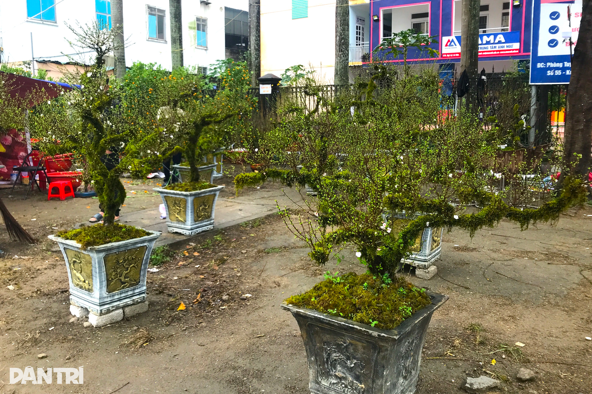 n16.JPG Nhat_chi_mai.JPG