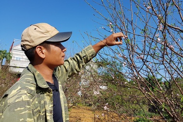 Ninh Bình: Kiếm cả tỷ đồng từ đào phai dịp cận Tết