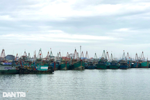 Ra khơi đánh cá không giám sát hành trình, 4 chủ tàu bị phạt 2,5 tỉ đồng